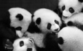 “大运会”火了熊猫之都 —“不止黑白”熊猫艺术主题联展开展