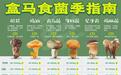 盒马发布食菌季指南：本月底吃菌最划算