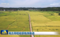 南方早稻收获有序推进