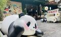 成都一家熊猫书店开业 读书时还可看熊猫直播