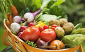 俄调查：39%受访俄罗斯人不吃冬季生产的新鲜蔬菜