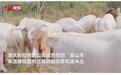 “咩咩队”立大功，澳铁路公司“雇山羊”清理杂草，它们仅用1/3的时间就完成任务