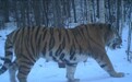 野生东北虎“完达山1号”再现黑龙江穆棱林区