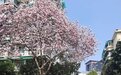 感动全网的父亲走后，“天才译者”金晓宇无处可去