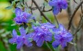 2023四川花卉（果类）生态旅游节子活动暨黄龙第七届高山兰花节即将开启