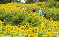 重庆巴南：数万株向日葵惊艳绽放