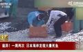 日本海岸连续出现大量死鱼，多到渔船寸步难行！官员：与核污染水无关…