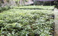 云南：濒危植物德保苏铁野外回归1.1万余株