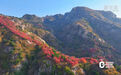 山东五莲：漫山红叶醉深秋 层林尽染美如画