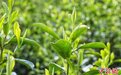 千年举岩茶落筐入篓 一捧青绿飘春味