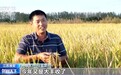 水稻玉米迎来收获期 各地高效抢收保颗粒归仓