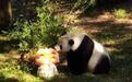 旅美大熊猫“添添”迎来26岁生日