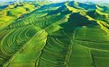中国筑牢防治荒漠化的“绿色长城”（国际论道）
