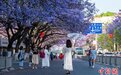 四川西昌：蓝花楹盛花期分时段实行交通管理 方便游客拍照打卡