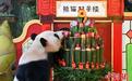 广州大熊猫三胞胎迎九周岁生日