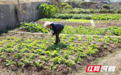 娄星区杨梅屋场：山旮旯变成俏模样
