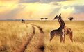 非洲观察丨中国游客重返肯尼亚“动物王国”重振旅游经济