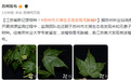 江苏省新记录物种！苏州市太湖生态岛发现毛脉槭