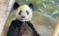 最新！中国专家已抵达美国孟菲斯动物园，媒体：丫丫回国先到上海检疫，合格后去北京