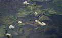 云南大理洱海海菜花大片盛开