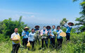 端午送“艾”绿都物业人登山采艾叶