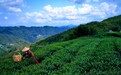 陈源泰打造生态净土，养育500多亩有机白茶