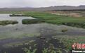 “秋来蟹肥填满舱”新疆博斯腾湖螃蟹迎丰收