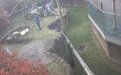 中国专家出现在熊猫丫丫外场 检查居住环境和食物