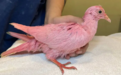 美国出现罕见粉红鸽子 来历引发猜测