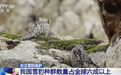 4500只！我国雪豹种群数量占全球六成以上