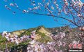 革命老区左权桃花盛开 再现民歌《桃花红杏花白》景色
