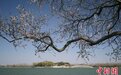 颐和园山桃花绽放春景如画