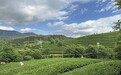 选好茶，看品牌——丘大叔坚信“茶好自然香”