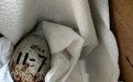 浙江德清人工繁育朱鹮种群产蛋 2023年产量有望再获突破