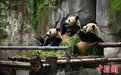重庆动物园大熊猫享用美食萌态十足