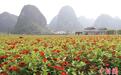 广西靖西：中国绣球之乡的“理想花园”