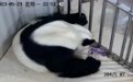 2023年熊猫中心首只熊猫宝宝在卧龙神树坪基地出生
