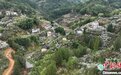 福建闽清现春山花海景观 枳壳种植带动乡村振兴