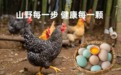 秦岭甄硒土鸡蛋品牌“一颗蛋”：吃出健康，承担社会责任