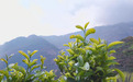 植物医生深入云南秘境探寻冻龄奥秘，高山红茶系列成抗老“新武器”