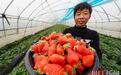 武汉产草莓上市，成为冬日最靓一抹红