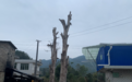 贵州300岁桢楠遭犯罪团伙“下毒” 林业部门：已赴现场处理，还在努力修复