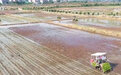 水稻夏种正在进行 多种种植模式为秋粮丰收奠定基础