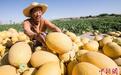 新疆哈密瓜如何走好“甜蜜之路”？