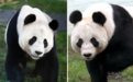 英国唯一一对大熊猫将回到中国，已旅英12年