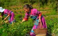 酉阳高山云雾藤茶采摘忙