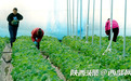 陕西泾阳县：党建引领开启“莓”好时光