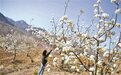 万亩梨花进入最佳赏花期