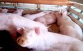 2022，谁爬出了养猪的亏损“泥潭”？