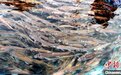 2023年青海湖裸鲤原种苗达到增殖放流标准